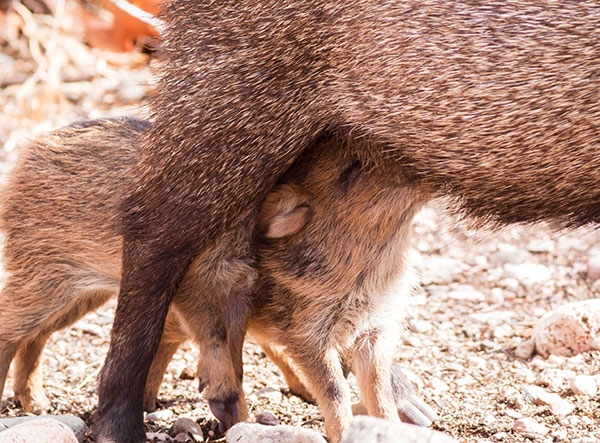 Javelina Pecari tajacu (Collared Peccary)running