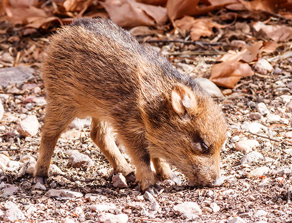 Javelina Pecari tajacu (Collared Peccary)running
