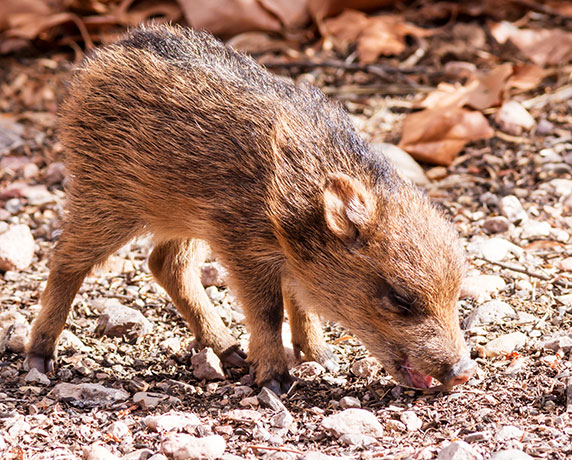 Javelina Pecari tajacu (Collared Peccary)running