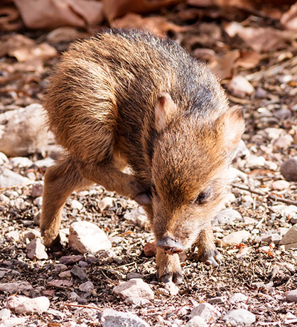 Javelina Pecari tajacu (Collared Peccary)running