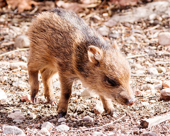 Javelina Pecari tajacu (Collared Peccary)running