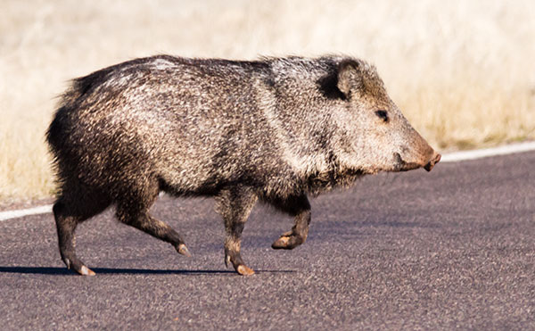 Javelina Pecari tajacu (Collared Peccary)running