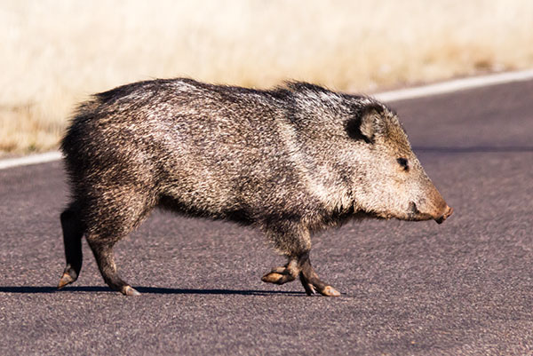 Javelina Pecari tajacu (Collared Peccary)running