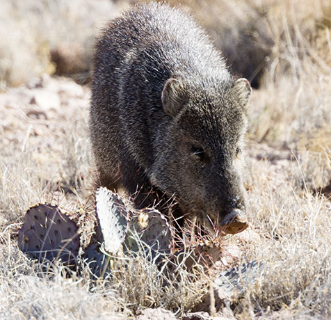 Javelina Pecari tajacu (Collared Peccary)running