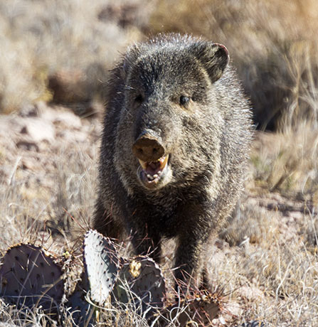 Javelina Pecari tajacu (Collared Peccary)running