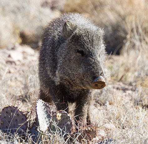 Javelina Pecari tajacu (Collared Peccary)running