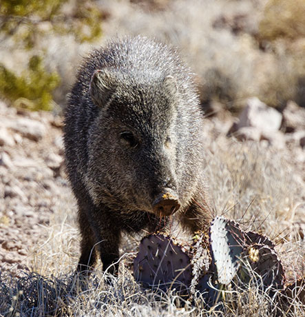 Javelina Pecari tajacu (Collared Peccary)running