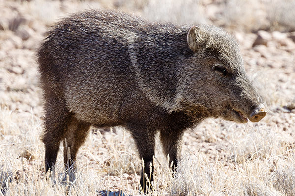 Javelina Pecari tajacu (Collared Peccary)running