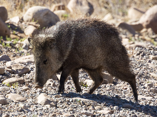 Javelina Pecari tajacu (Collared Peccary)running