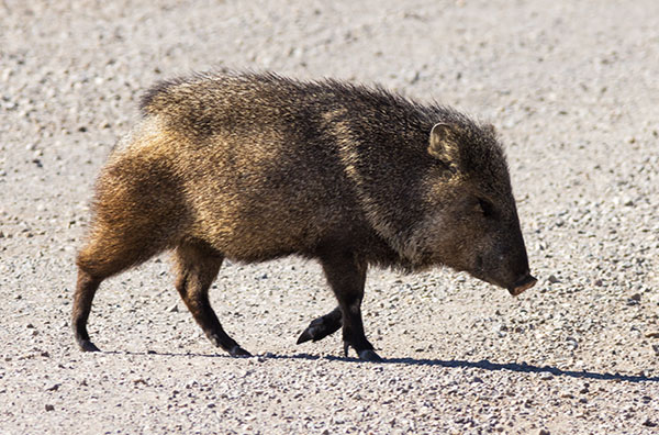 Javelina Pecari tajacu (Collared Peccary)running