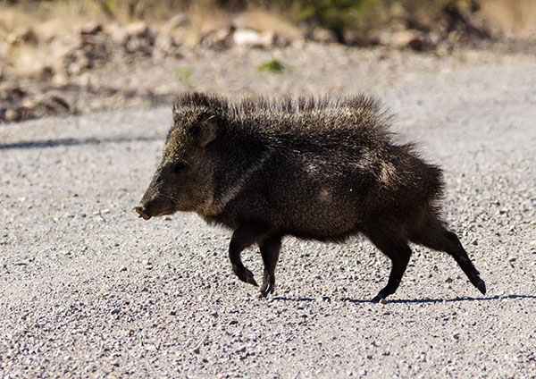 Javelina Pecari tajacu (Collared Peccary)running