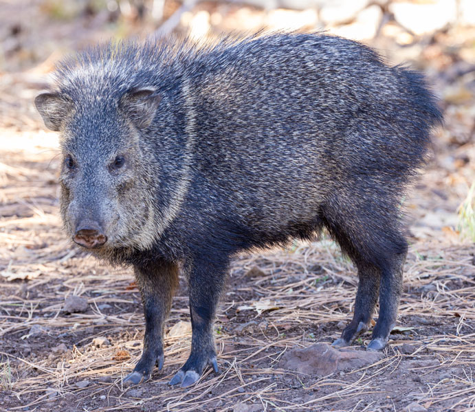 Javelina Pecari tajacu (Collared Peccary)running