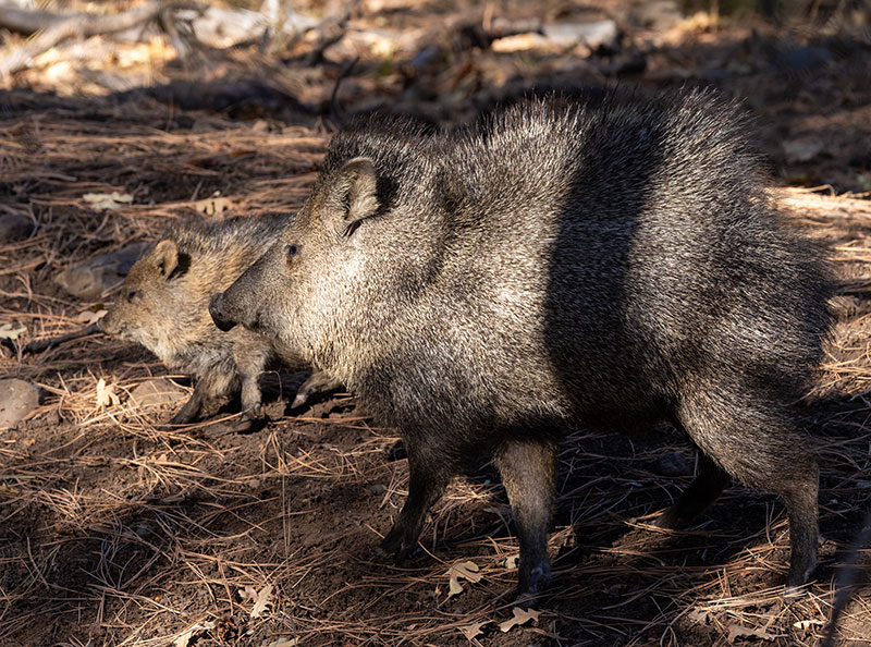 Javelina Pecari tajacu (Collared Peccary)running