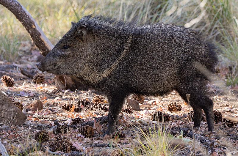 Javelina Pecari tajacu (Collared Peccary)running