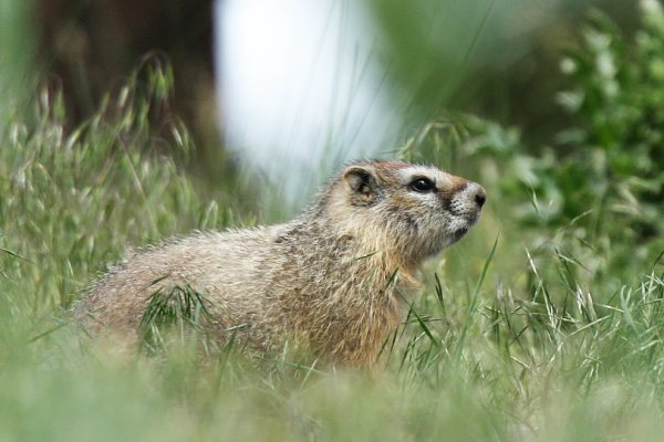 Yellow-bellied Marmot Marmota flaviventer