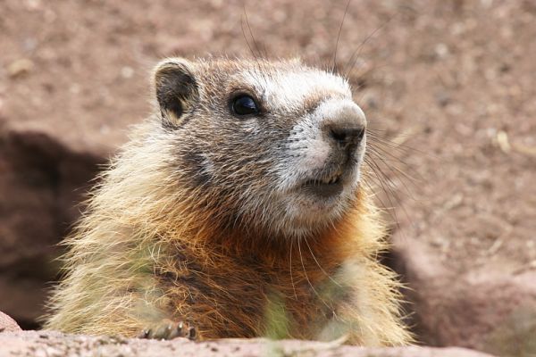 Yellow-bellied Marmot Marmota flaviventer