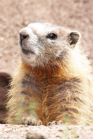 Yellow-bellied Marmot Marmota flaviventer