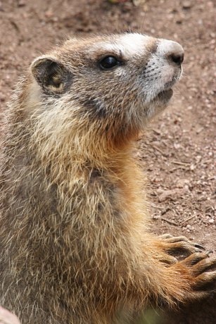 Yellow-bellied Marmot Marmota flaviventer
