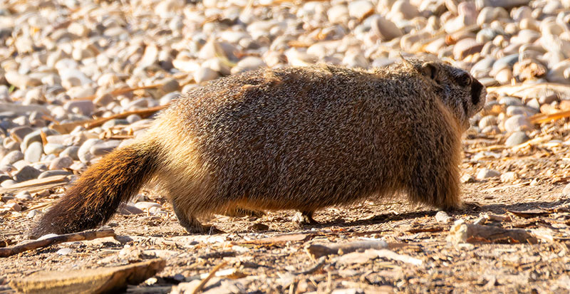 Yellow-bellied Marmot Marmota flaviventer