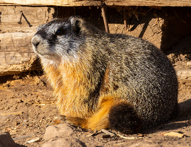 Yellow-bellied Marmot Marmota flaviventer