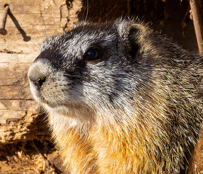 Yellow-bellied Marmot Marmota flaviventer