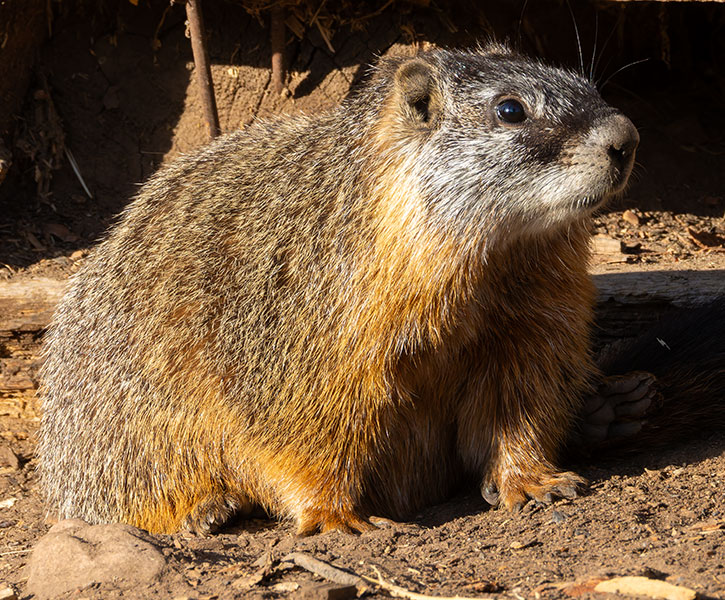Yellow-bellied Marmot Marmota flaviventer