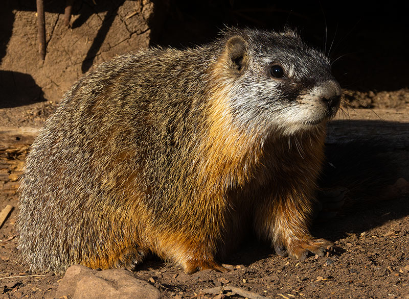 Yellow-bellied Marmot Marmota flaviventer