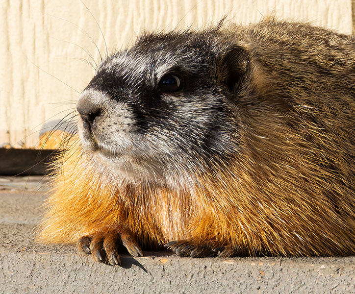 Yellow-bellied Marmot Marmota flaviventer