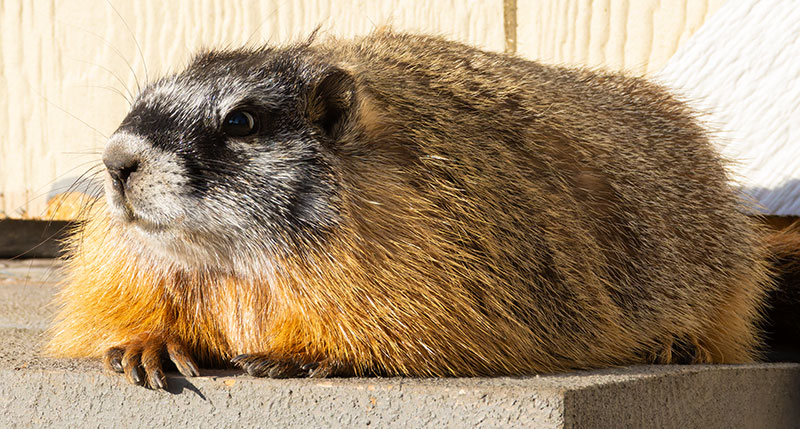 Yellow-bellied Marmot Marmota flaviventer