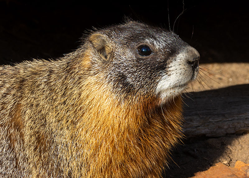 Yellow-bellied Marmot Marmota flaviventer