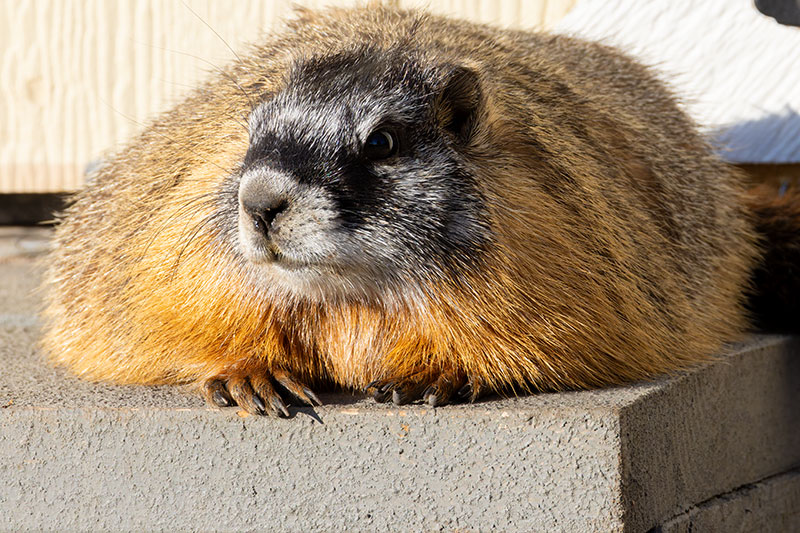 Yellow-bellied Marmot Marmota flaviventer