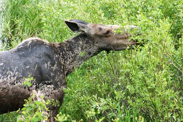 Moose Alces Alces  cow near Jackson, WY