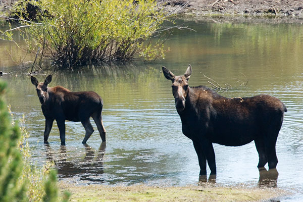 Moose Alces Alces  cow and calf