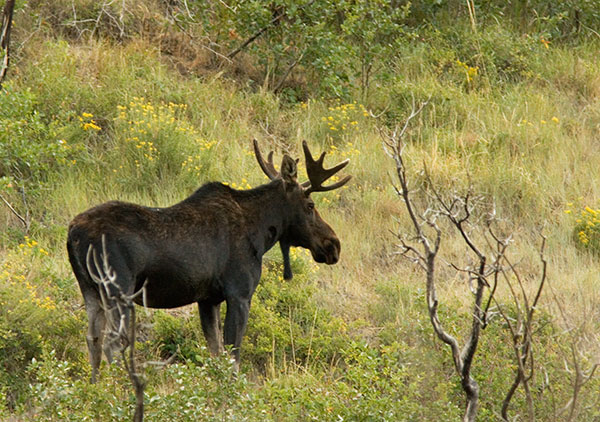 Moose Alces Alces  bull