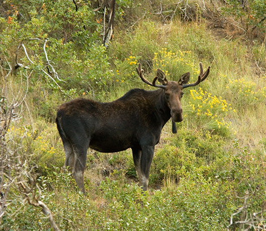 Moose Alces Alces  bull