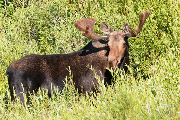Moose Alces Alces  bull