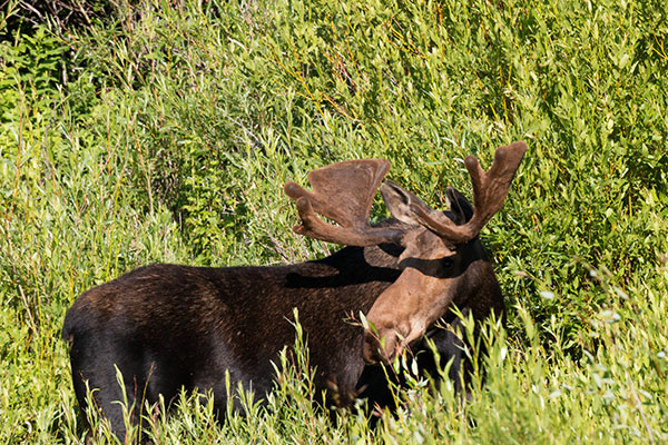 Moose Alces Alces  bull