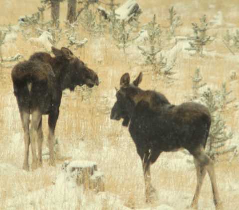 Moose Alces Alces  cows in Gray Mountains WY