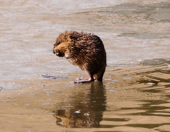 Muskrat Ondatra zibethicus 