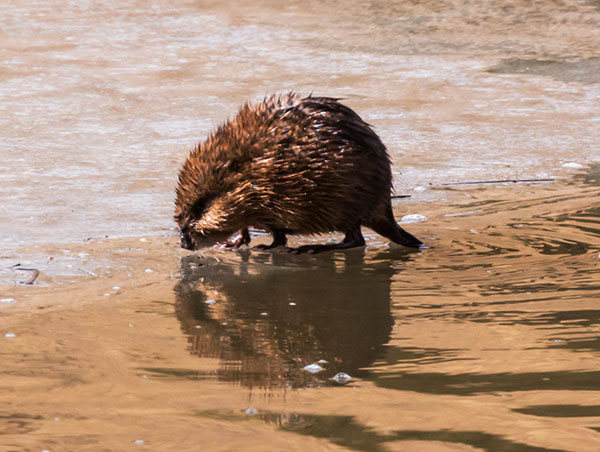 Muskrat Ondatra zibethicus 