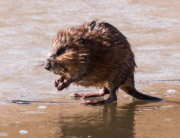 Muskrat Ondatra zibethicus 