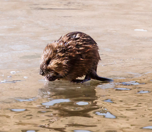 Muskrat Ondatra zibethicus 