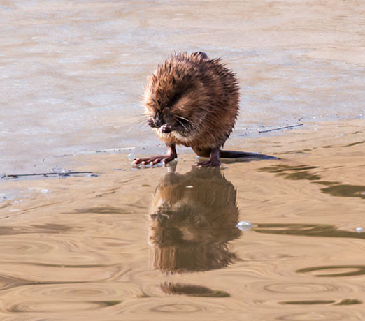 Muskrat Ondatra zibethicus 
