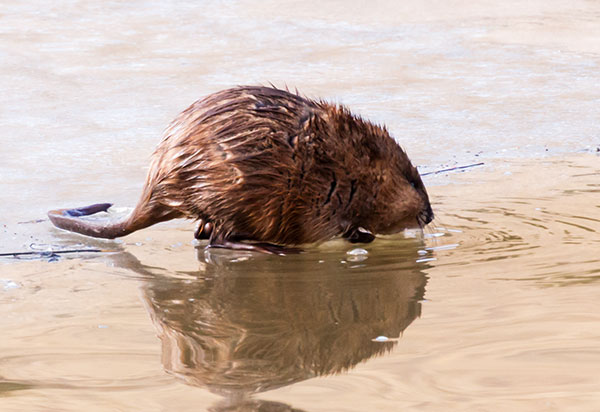 Muskrat Ondatra zibethicus 