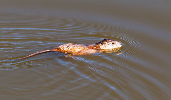 Muskrat Ondatra zibethicus 
