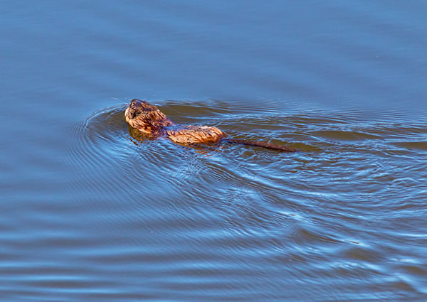 Muskrat Ondatra zibethicus 