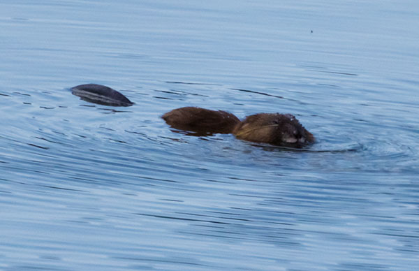 Muskrat Ondatra zibethicus 