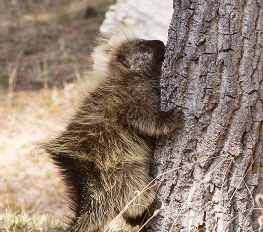 North American Porcupine Erethizon dorsatum
