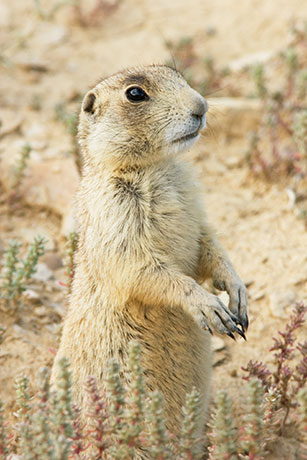 White-tailed Prairie Dog Cynomys leucurus