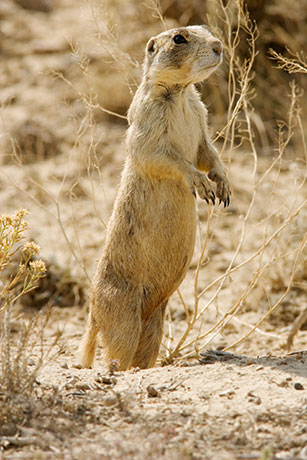 White-tailed Prairie Dog Cynomys leucurus